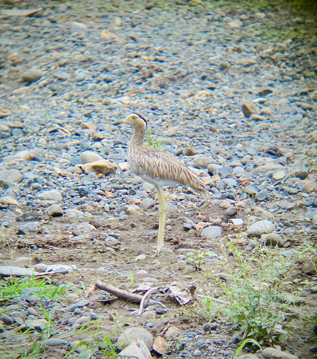 Double-striped Thick-knee - ML619153966