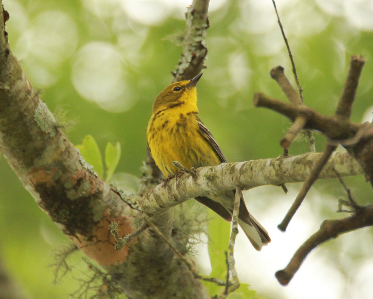 Cape May Warbler - ML619153977