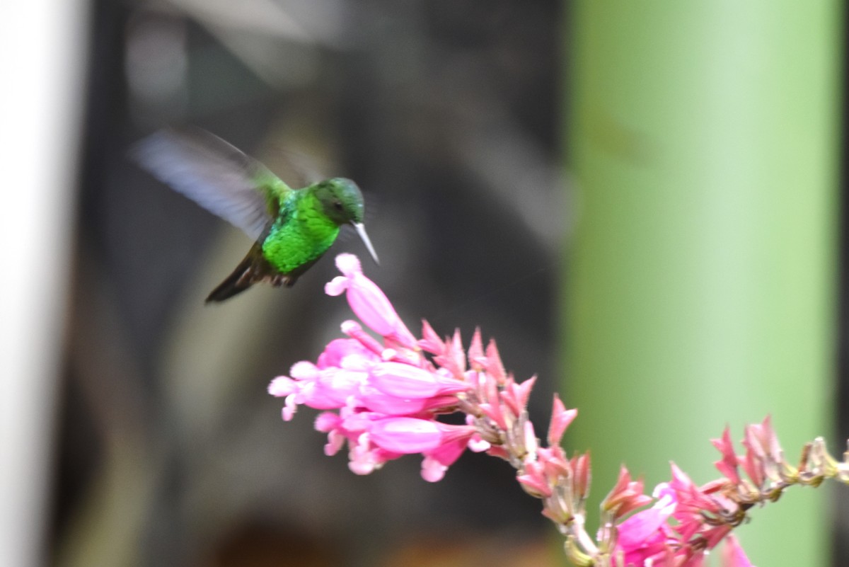 kolibřík blýskavý - ML619153990