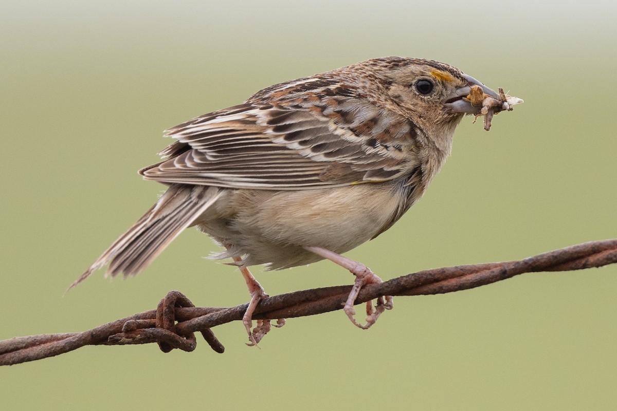 Grasshopper Sparrow - ML619153994