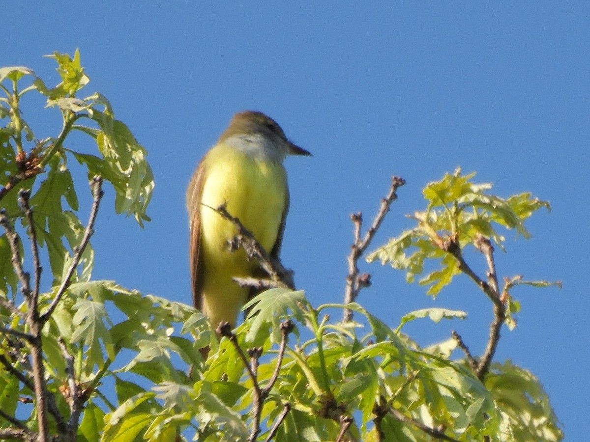 Great Crested Flycatcher - ML619154011