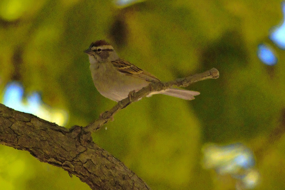 Chipping Sparrow - ML619154012