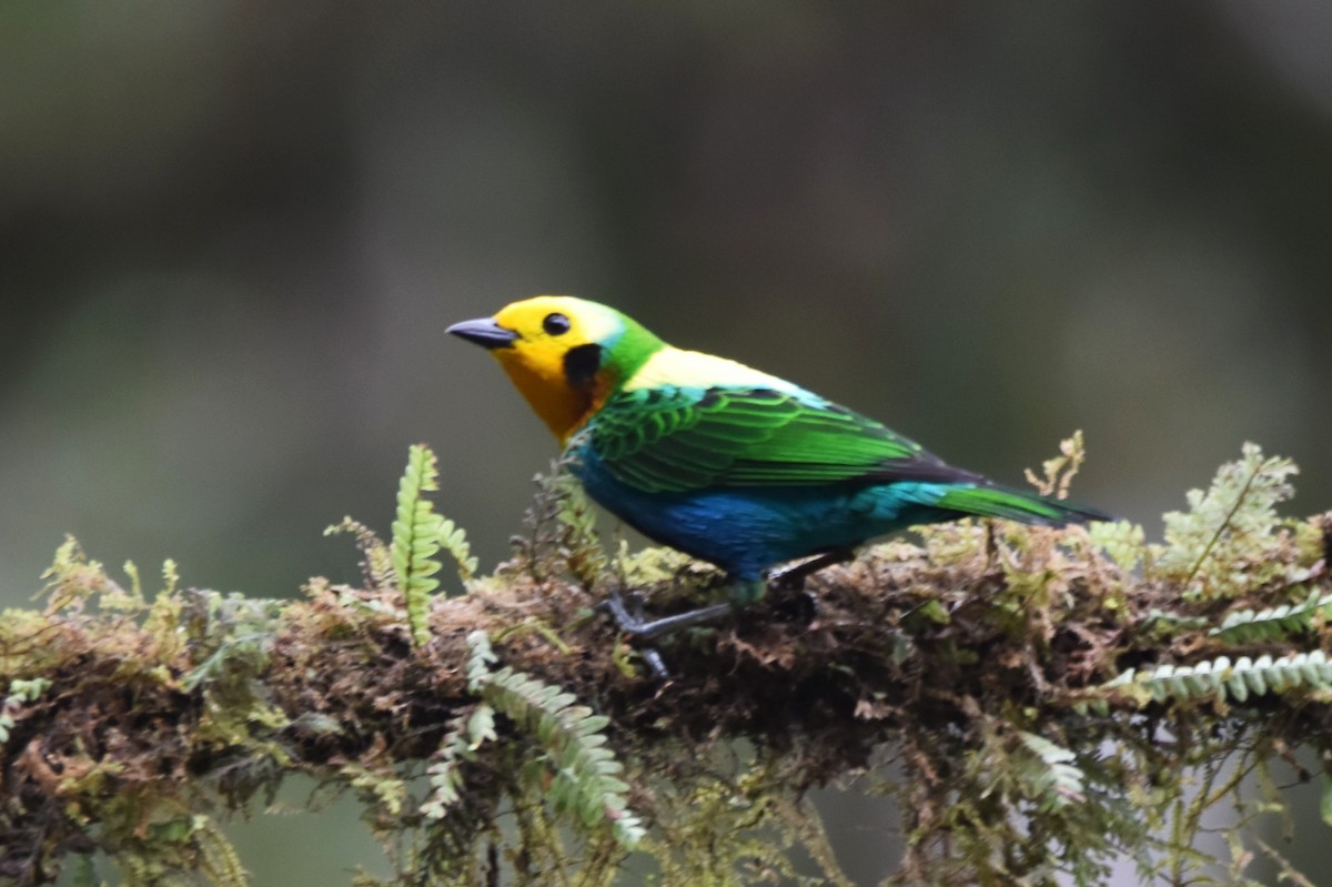 Multicolored Tanager - ML619154030
