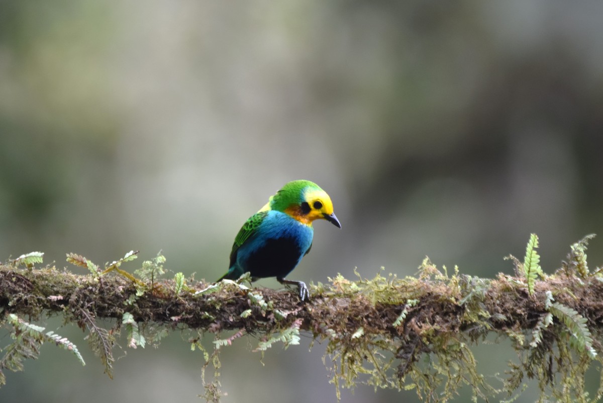 Multicolored Tanager - ML619154034