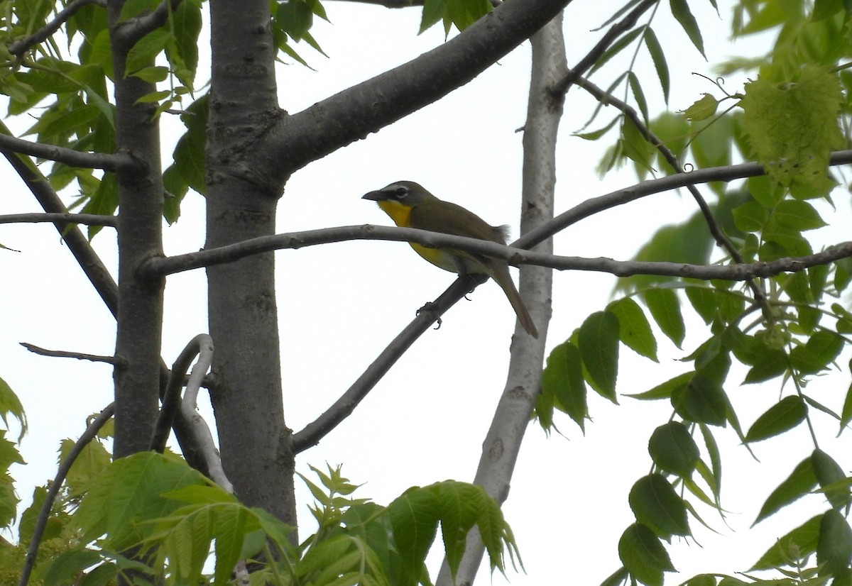 Yellow-breasted Chat - ML619154039