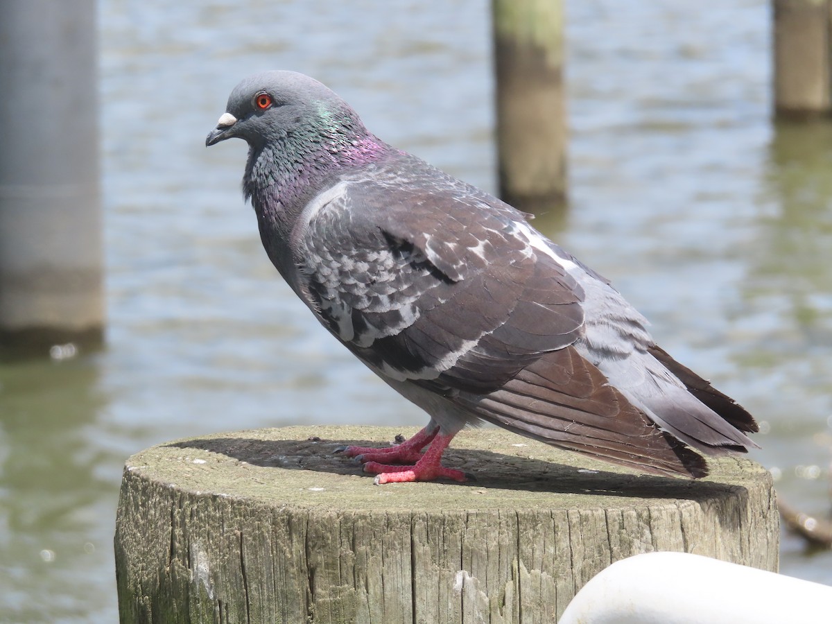Rock Pigeon (Feral Pigeon) - ML619154040