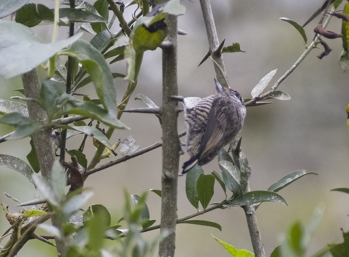 White-barred Piculet - ML619154063