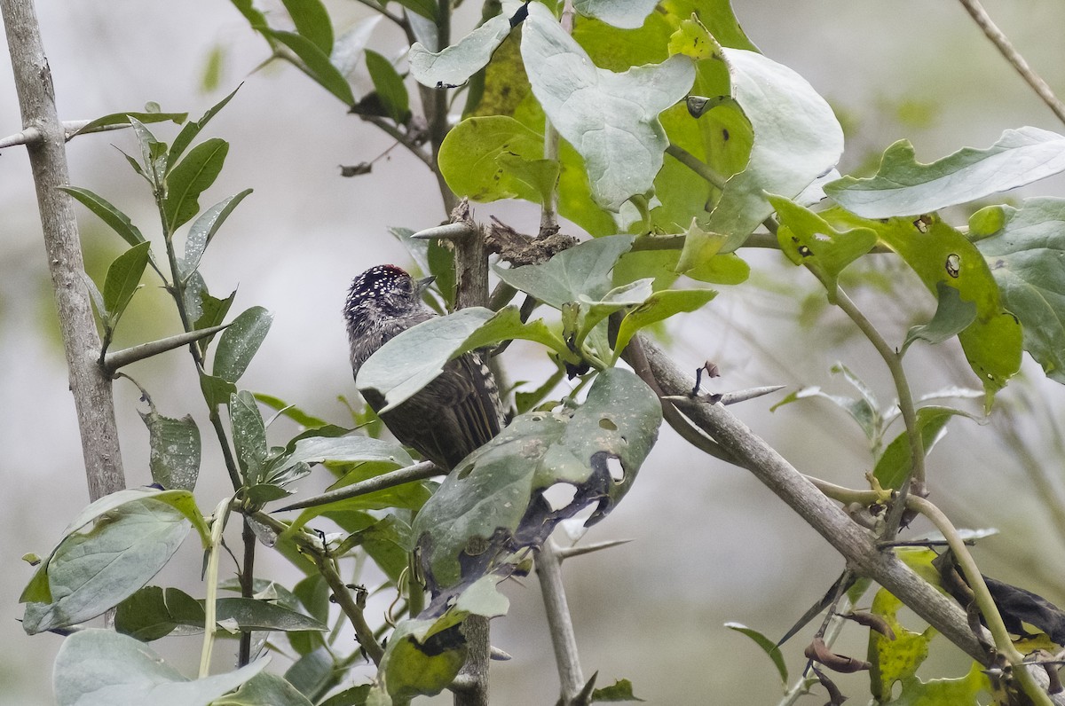 White-barred Piculet - ML619154065
