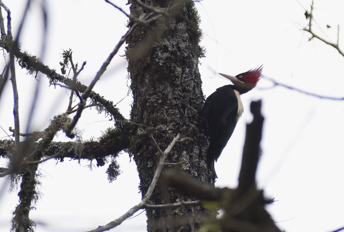 Cream-backed Woodpecker - ML619154075
