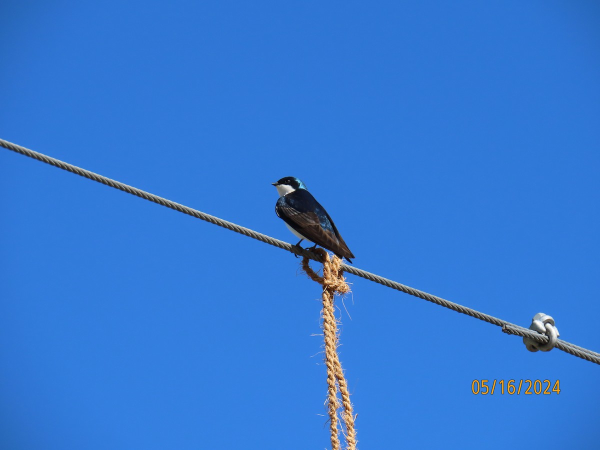 Tree Swallow - ML619154102