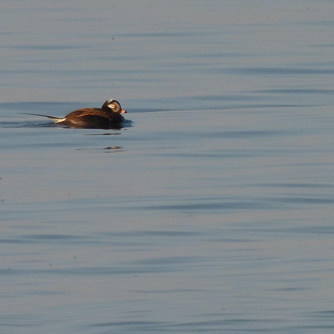 Long-tailed Duck - ML619154106