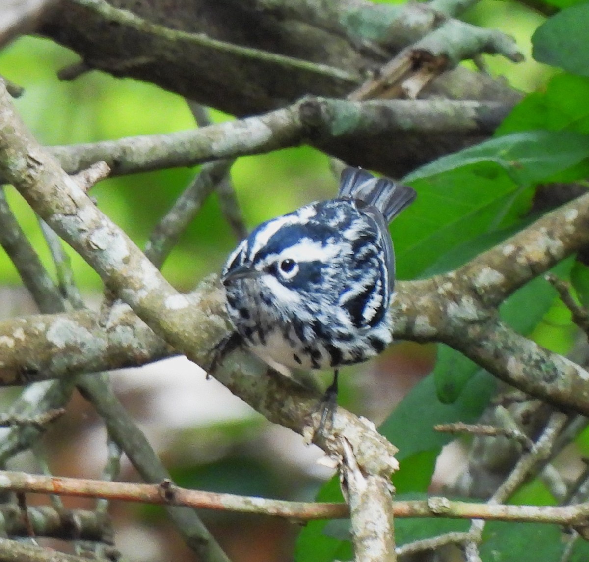 Black-and-white Warbler - ML619154118