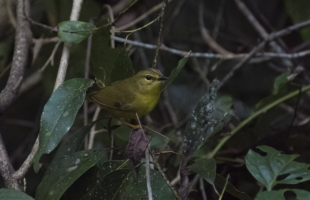 Two-banded Warbler - ML619154129