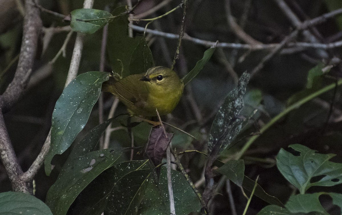 Two-banded Warbler - ML619154130