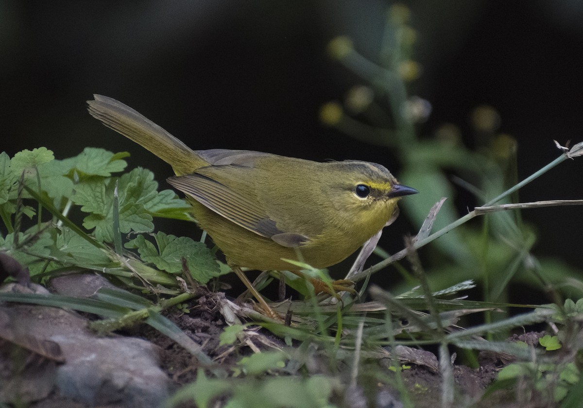 Two-banded Warbler - ML619154132