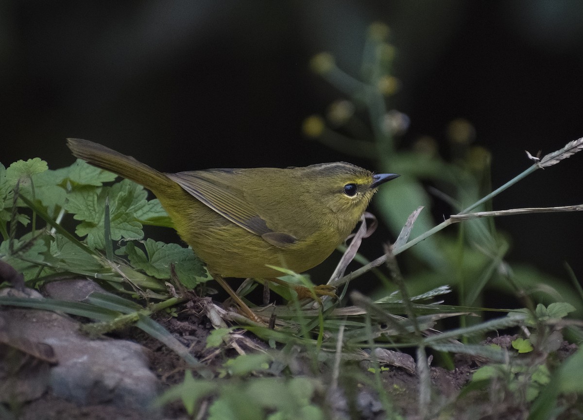 Two-banded Warbler - ML619154133
