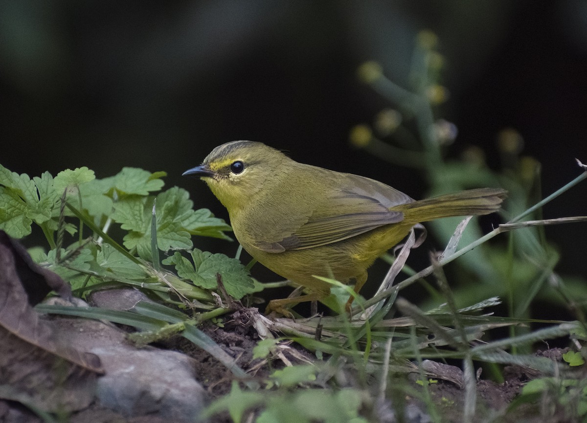 Two-banded Warbler - ML619154134