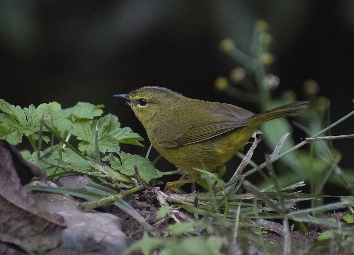 Two-banded Warbler - ML619154135