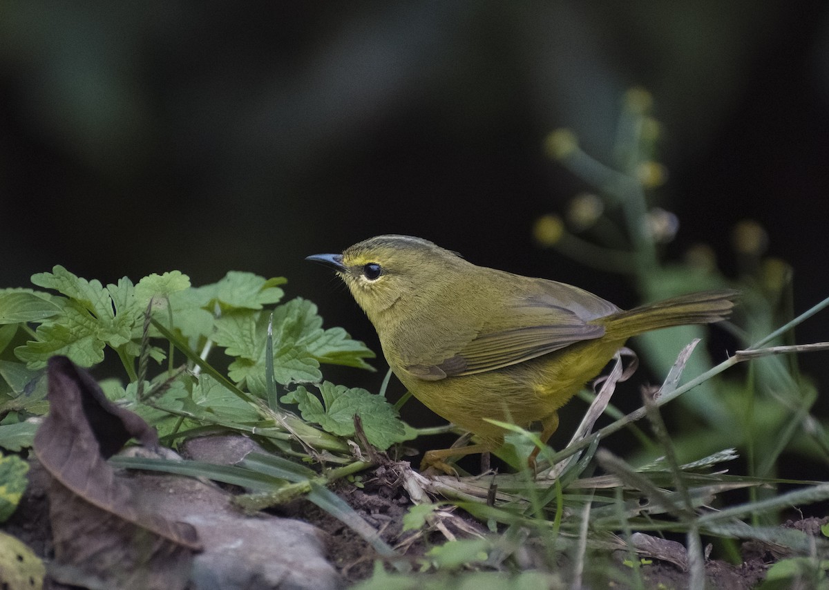 Two-banded Warbler - ML619154136
