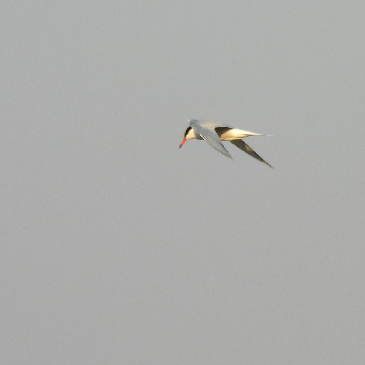 Common Tern - ML619154183