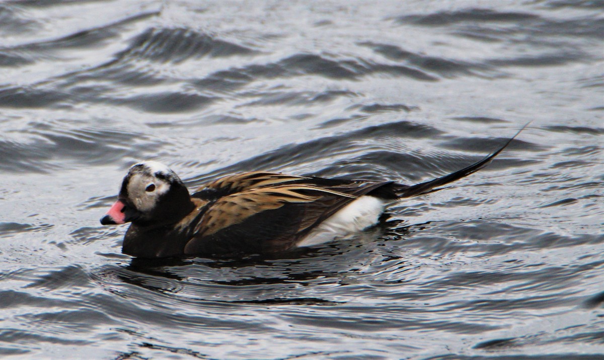 Long-tailed Duck - ML619154210