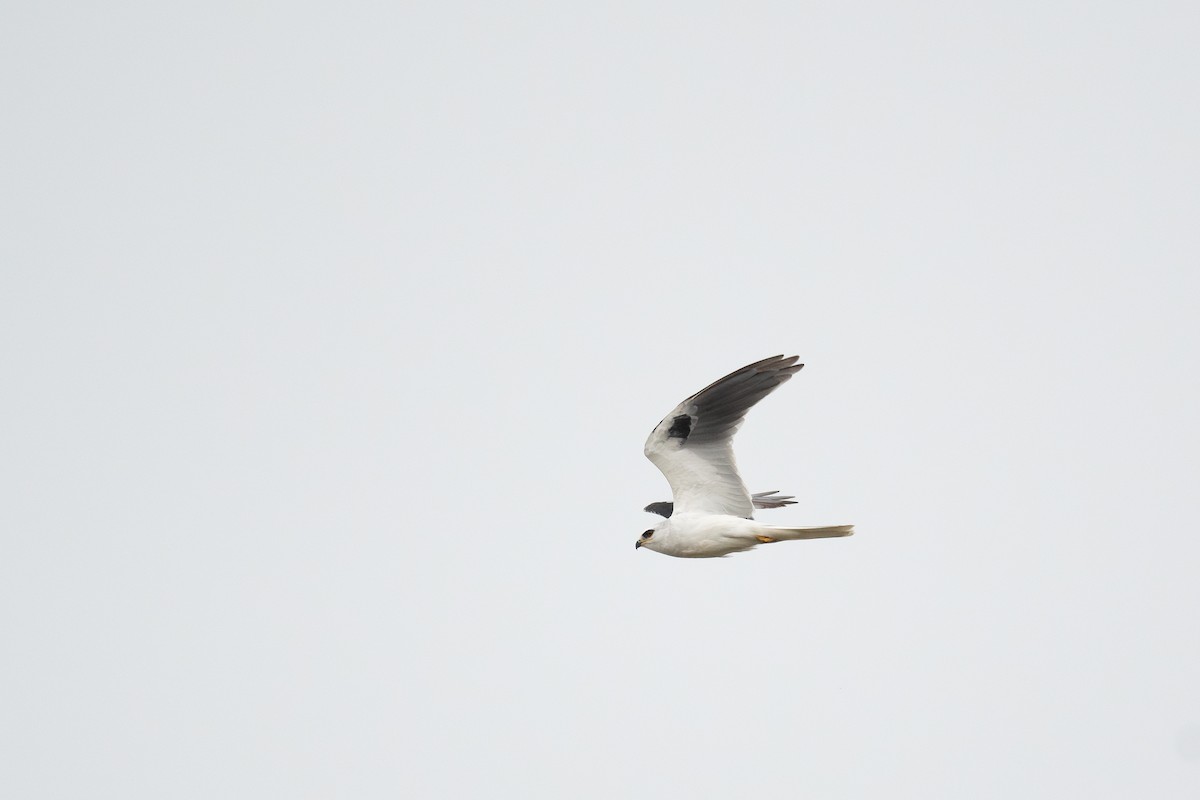 White-tailed Kite - ML619154213