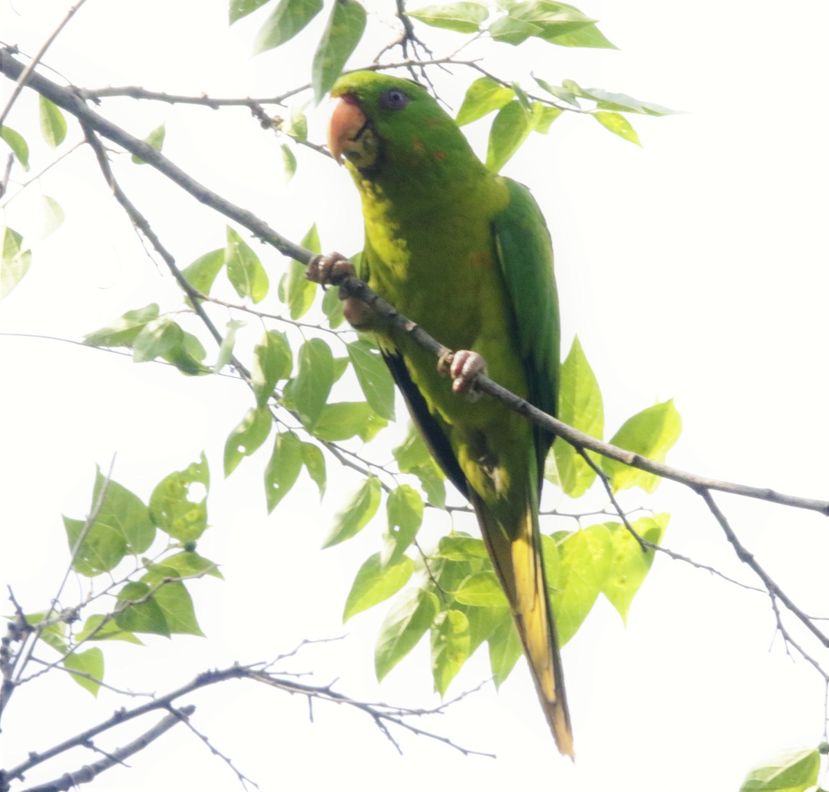 Green Parakeet - ML619154239