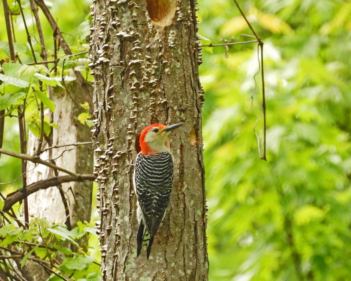 Red-bellied Woodpecker - ML619154291