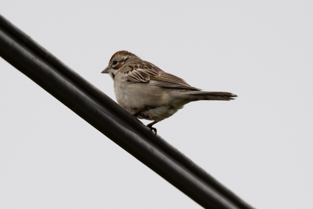 Lark Sparrow - ML619154296