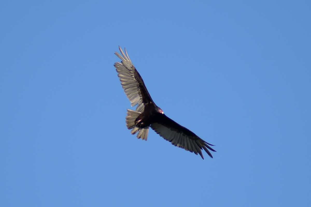 Turkey Vulture - ML619154301