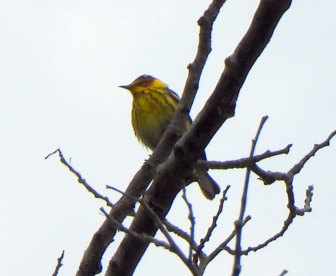 Cape May Warbler - ML619154311