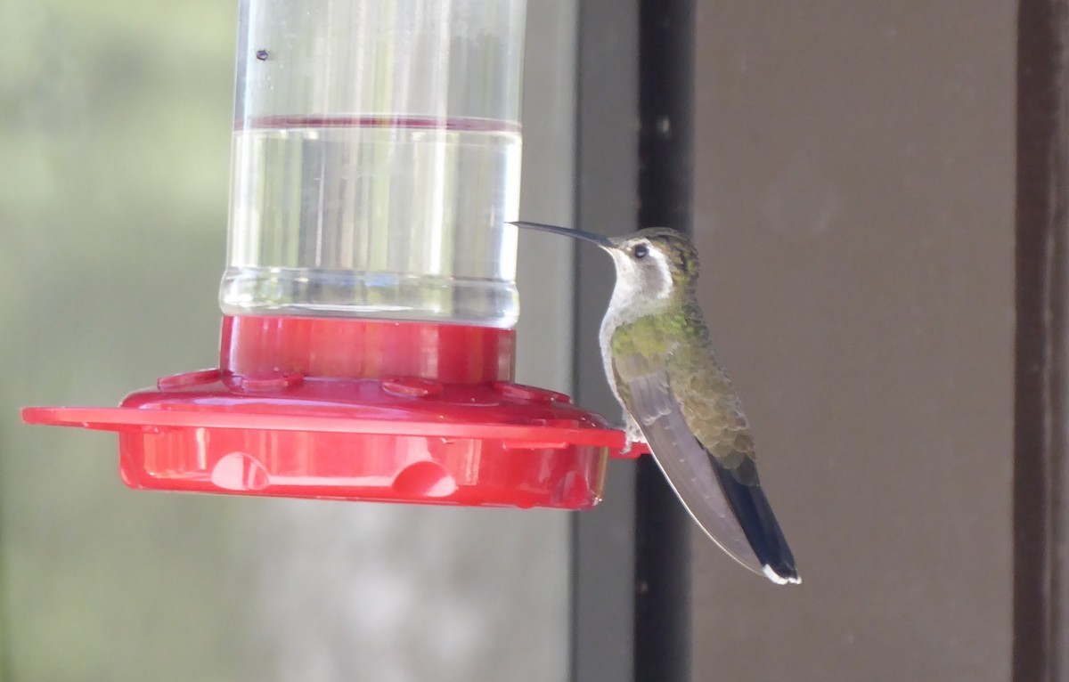 kolibřík blankytohrdlý - ML619154357