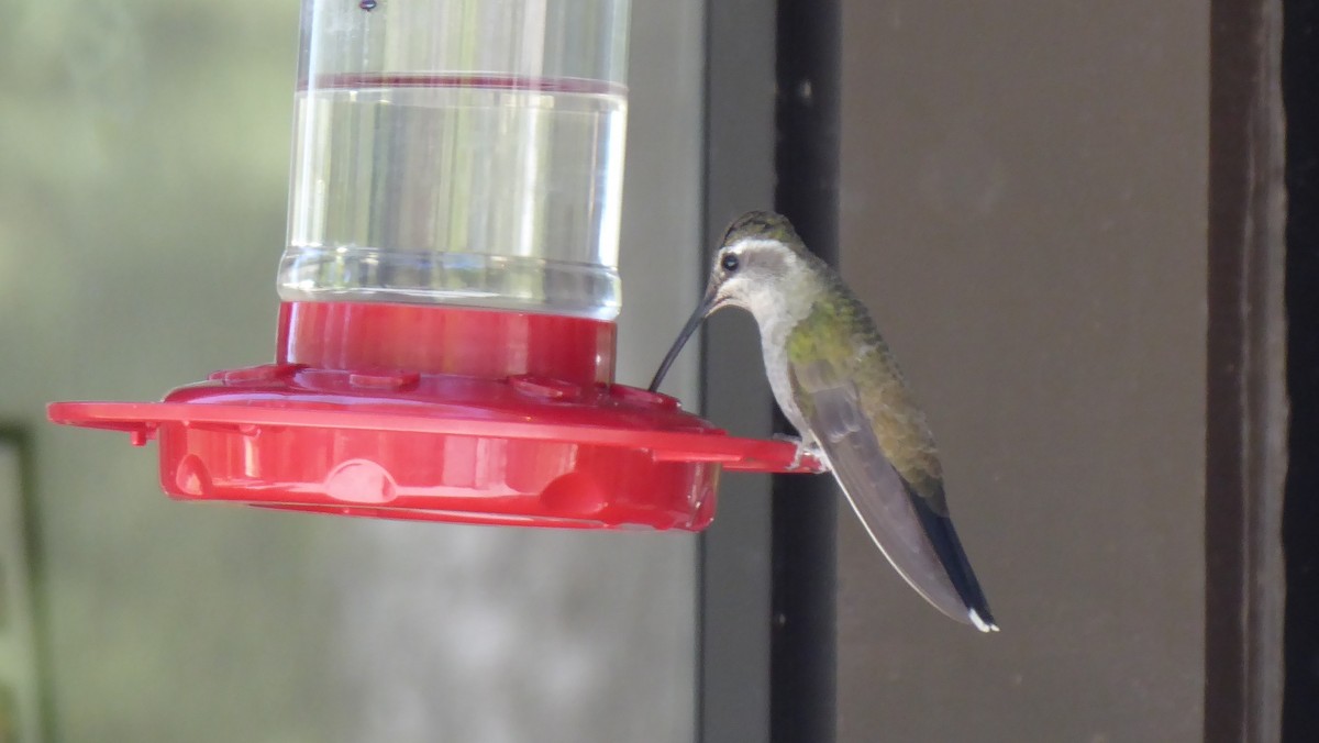 kolibřík blankytohrdlý - ML619154377
