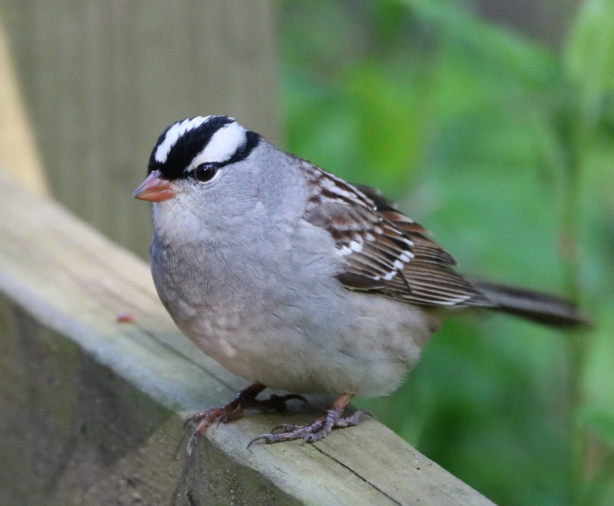 White-crowned Sparrow - ML619154397