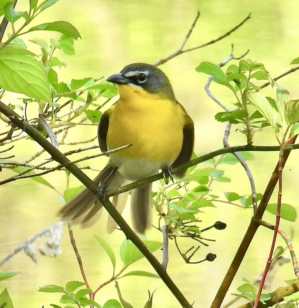 Yellow-breasted Chat - ML619154404