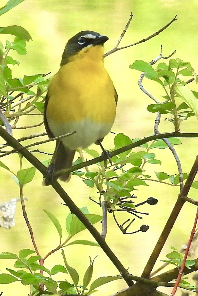 Yellow-breasted Chat - ML619154405