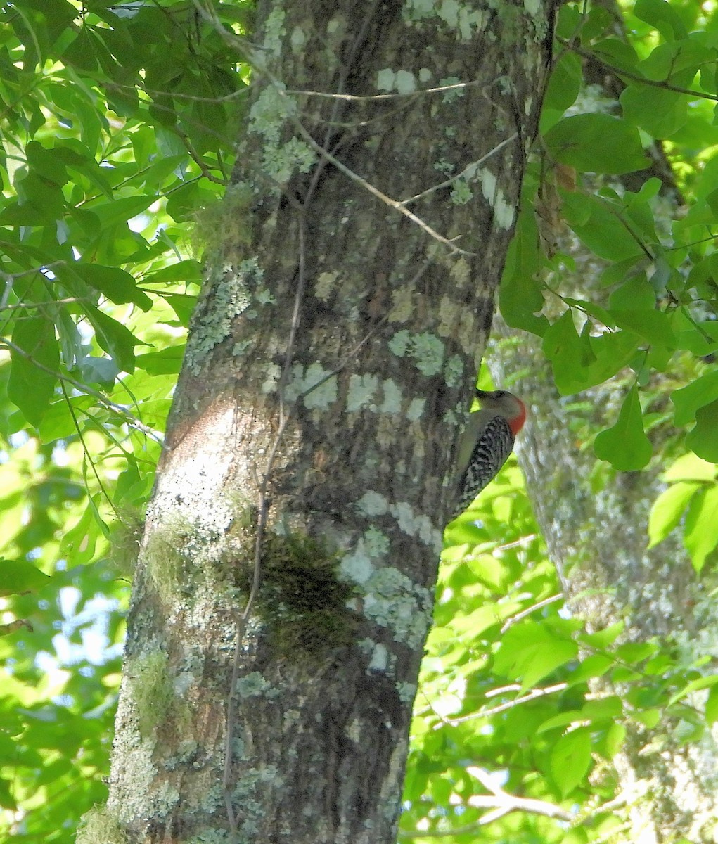 Red-bellied Woodpecker - ML619154414