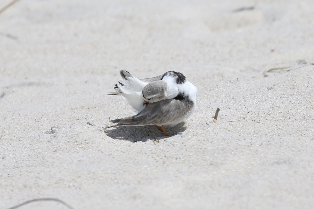 Piping Plover - ML619154420