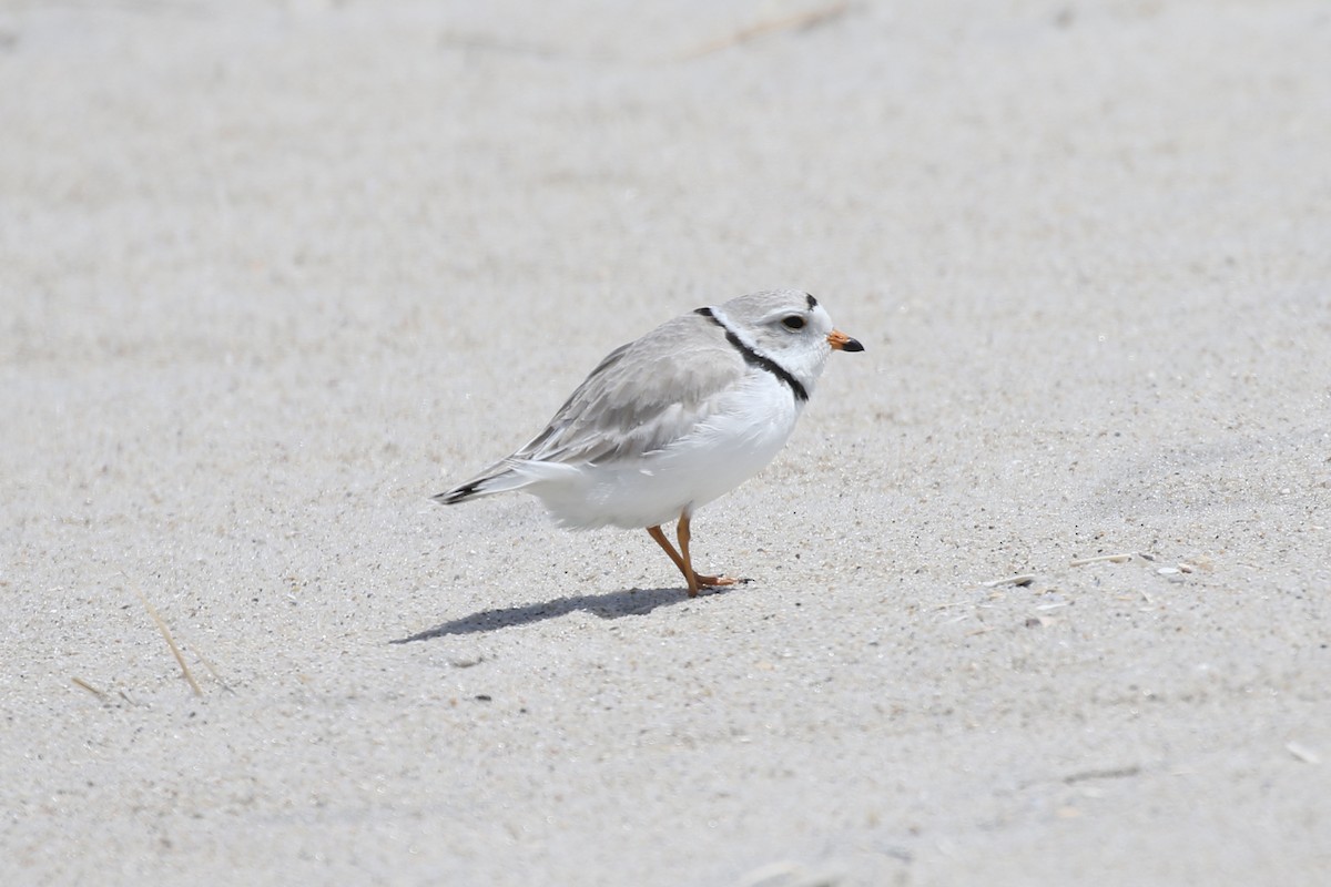 Piping Plover - ML619154421