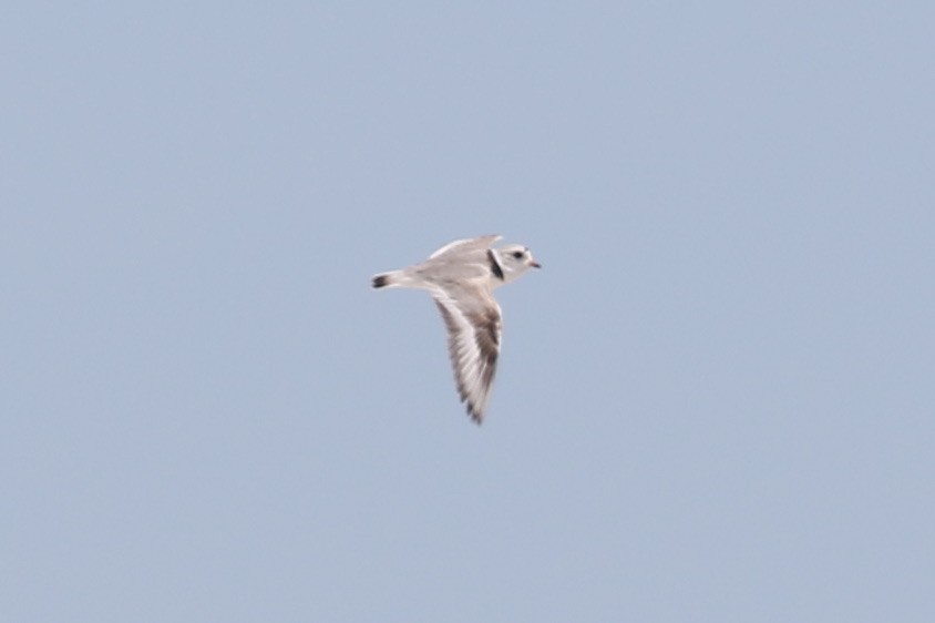 Piping Plover - ML619154422