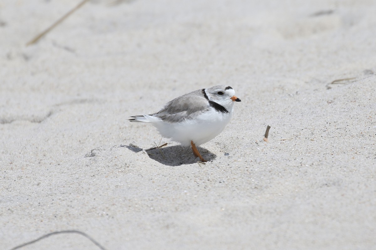 Piping Plover - ML619154423