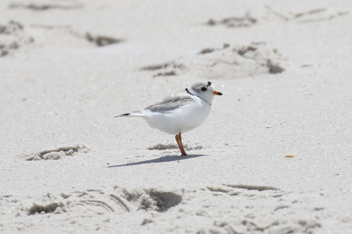 Piping Plover - ML619154424