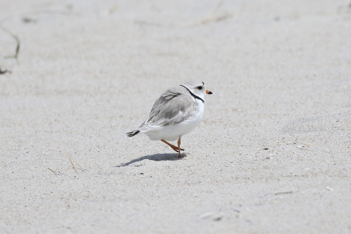 Piping Plover - ML619154425
