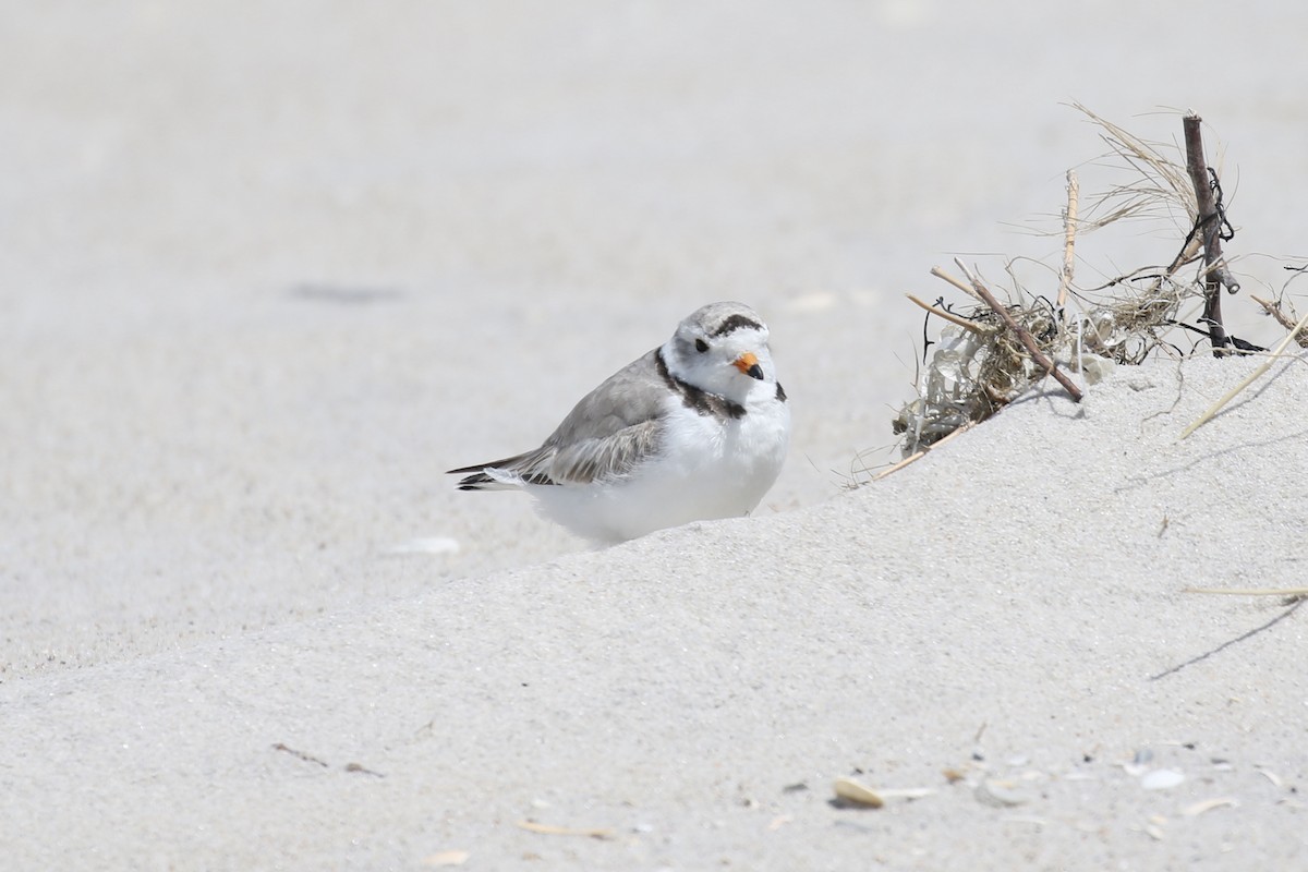 Piping Plover - ML619154426