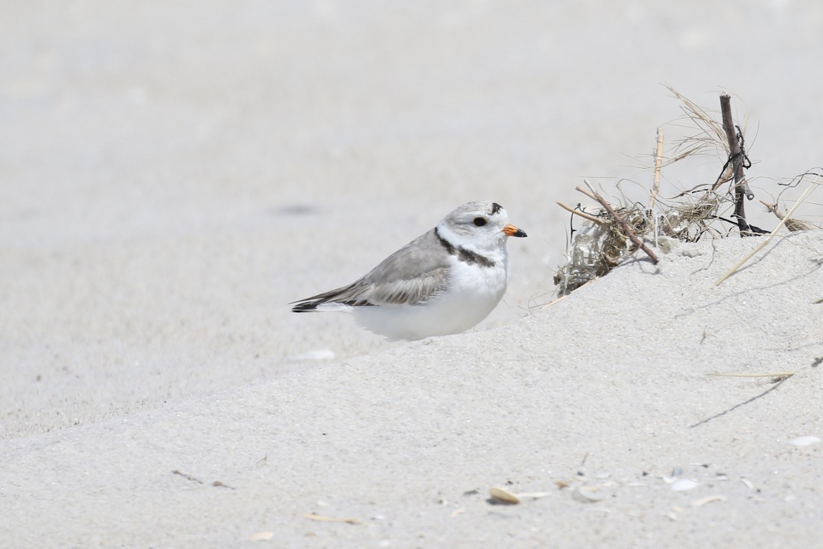 Piping Plover - ML619154427