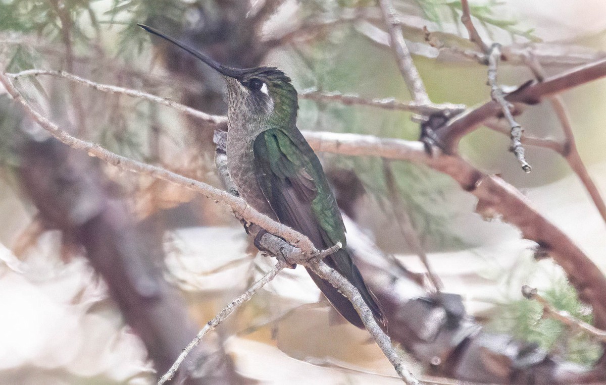 Rivoli's Hummingbird - ML619154429