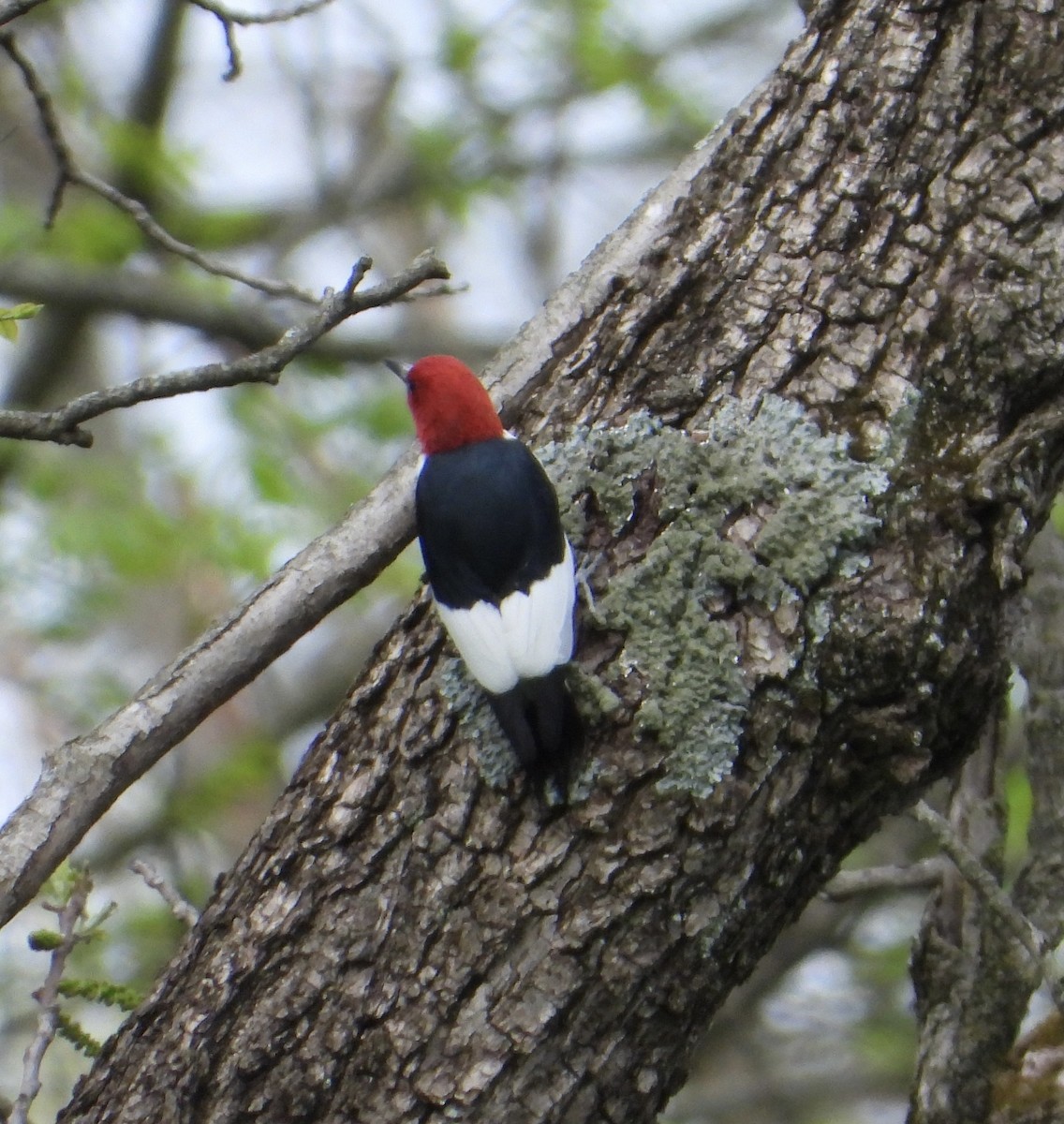 Red-headed Woodpecker - ML619154436