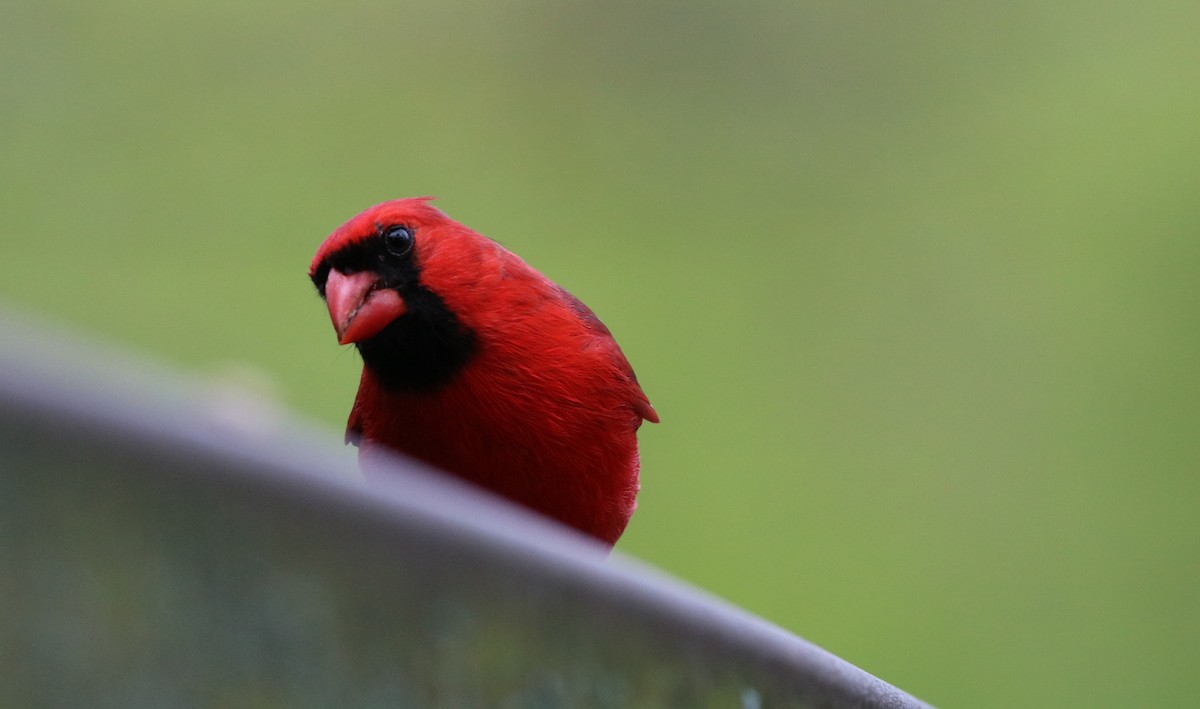 Cardinal rouge - ML619154437