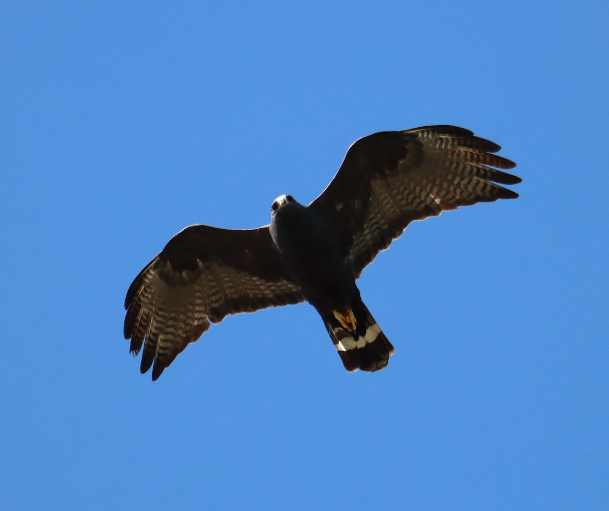 Zone-tailed Hawk - ML619154455
