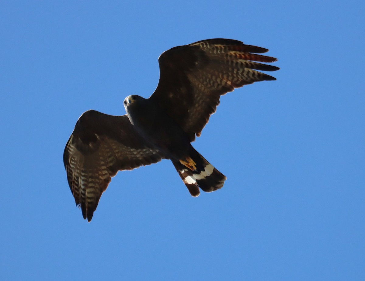 Zone-tailed Hawk - ML619154468